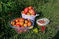 My tomatoes 110